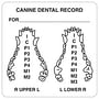 Canine Dental Record 2-1/2" x 2-1/2" White Label (Roll of 390)